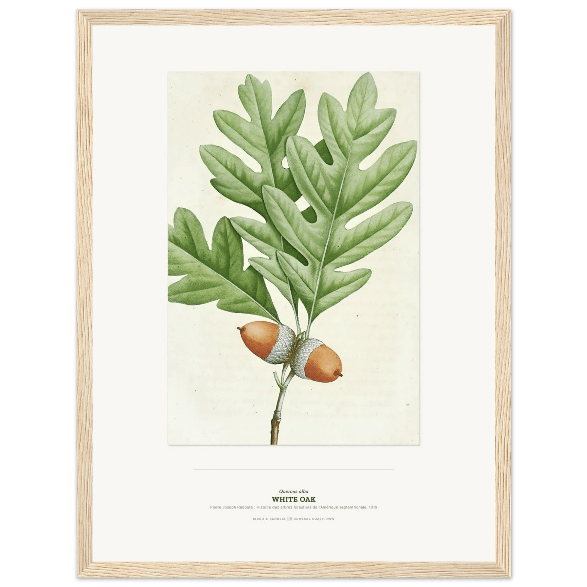 White Oak Botanical Art Print - Birch & Banksia