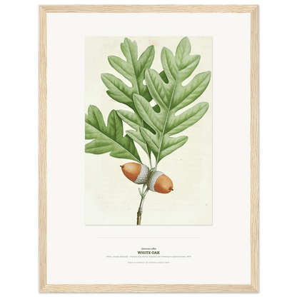 White Oak Botanical Art Print - Birch & Banksia