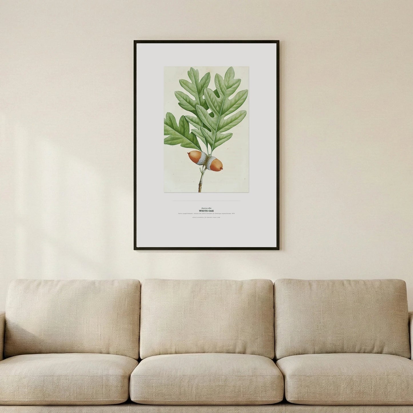 White Oak Botanical Art Print - Birch & Banksia