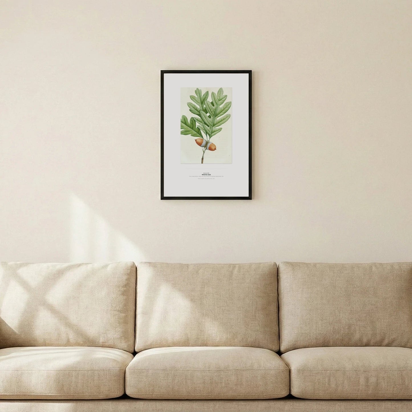 White Oak Botanical Art Print - Birch & Banksia