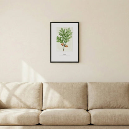 White Oak Botanical Art Print - Birch & Banksia