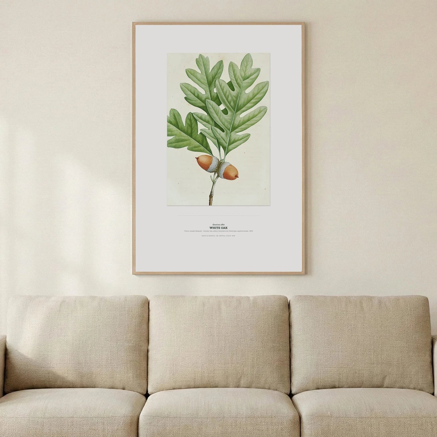 White Oak Botanical Art Print - Birch & Banksia