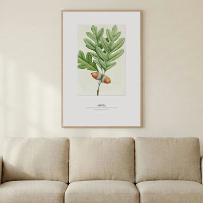 White Oak Botanical Art Print - Birch & Banksia