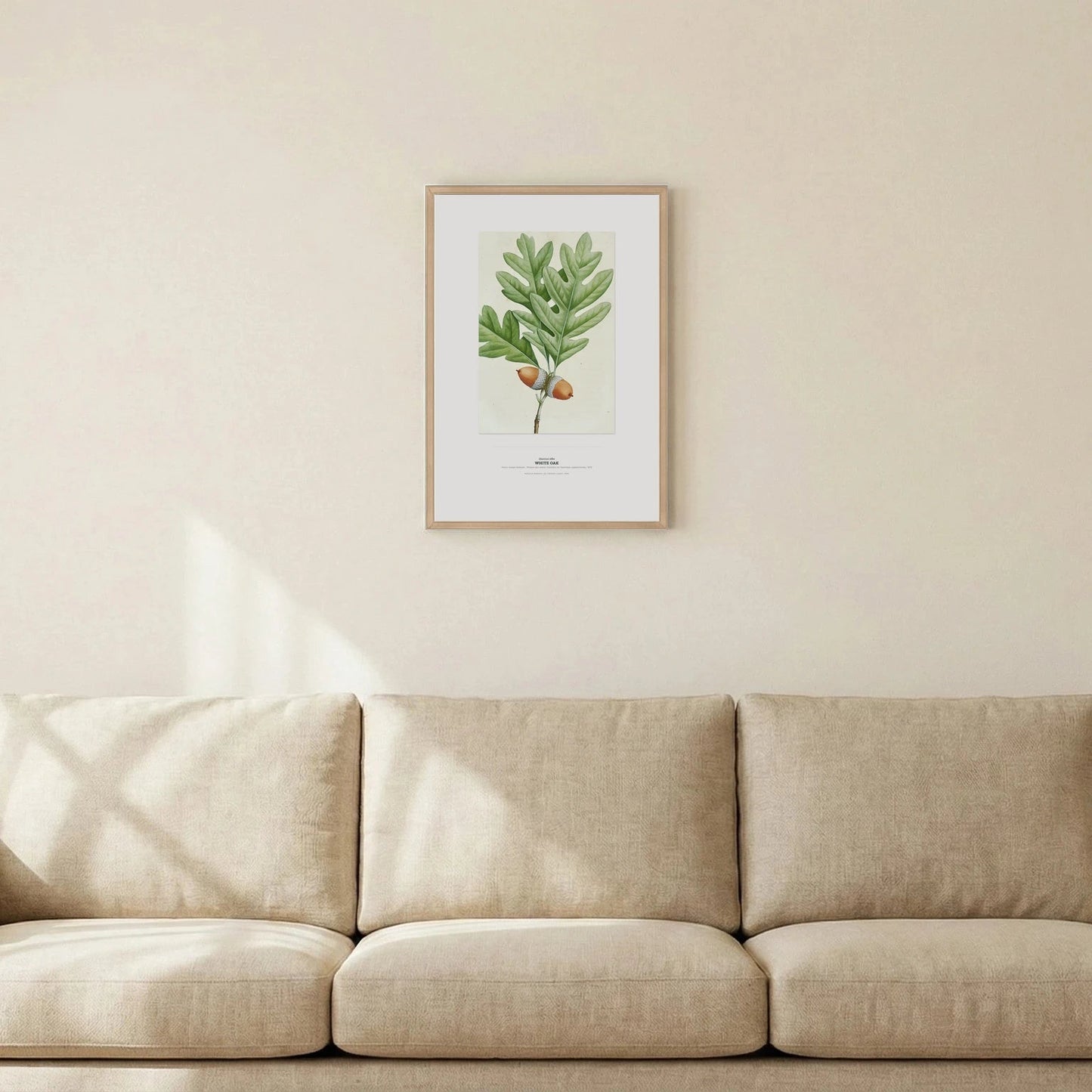 White Oak Botanical Art Print - Birch & Banksia