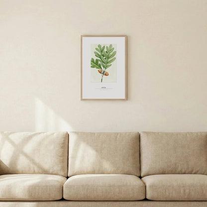 White Oak Botanical Art Print - Birch & Banksia