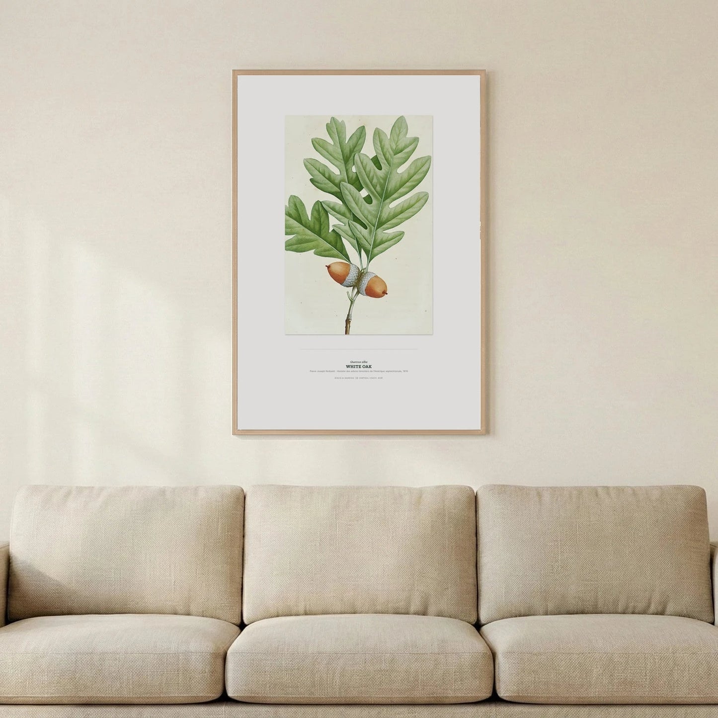 White Oak Botanical Art Print - Birch & Banksia