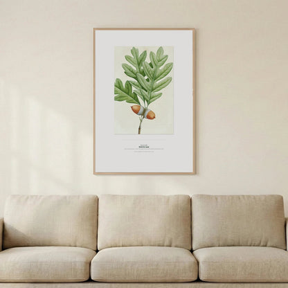 White Oak Botanical Art Print - Birch & Banksia