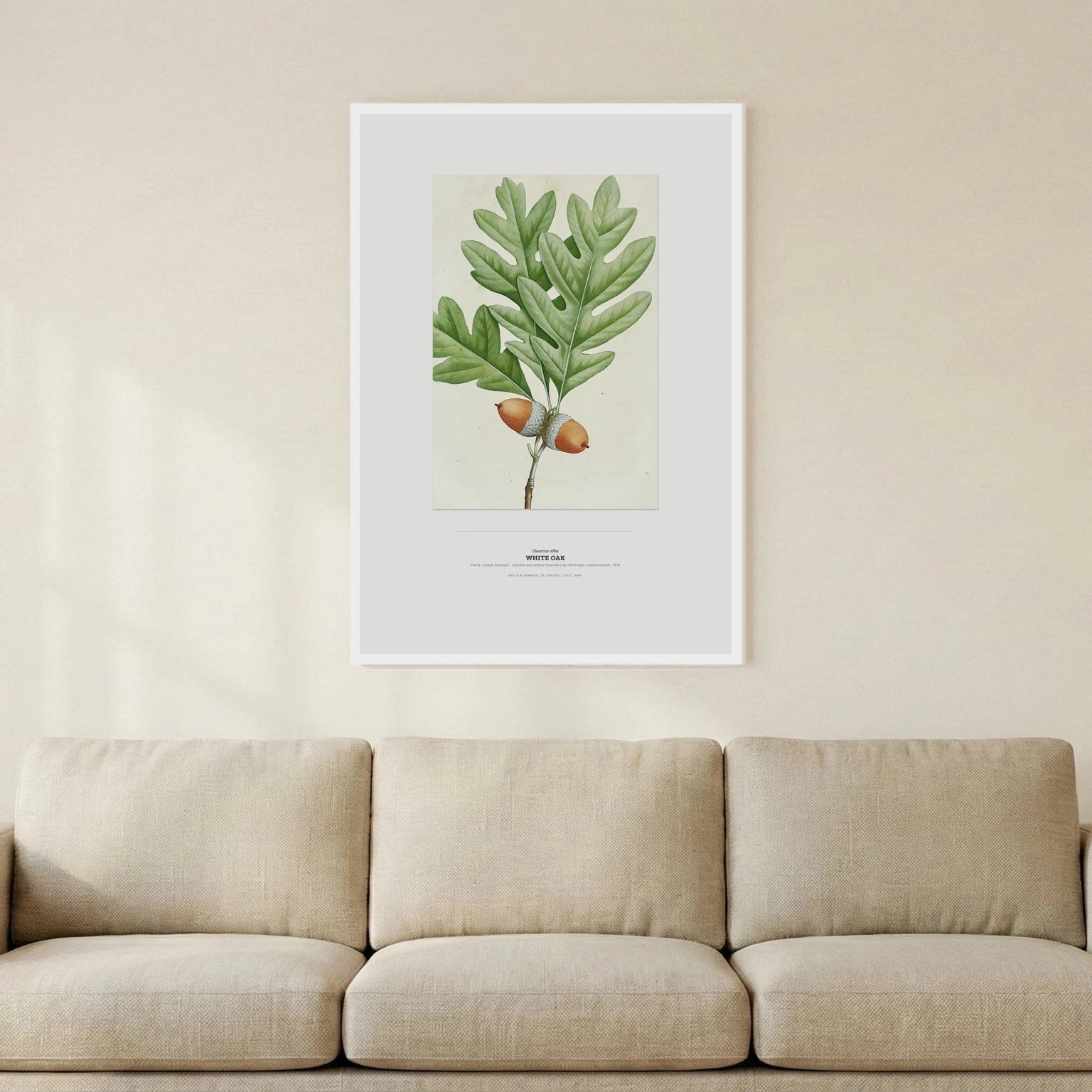 White Oak Botanical Art Print - Birch & Banksia