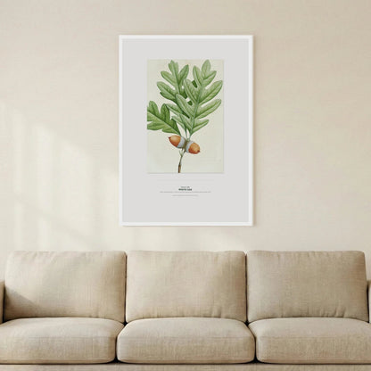 White Oak Botanical Art Print - Birch & Banksia
