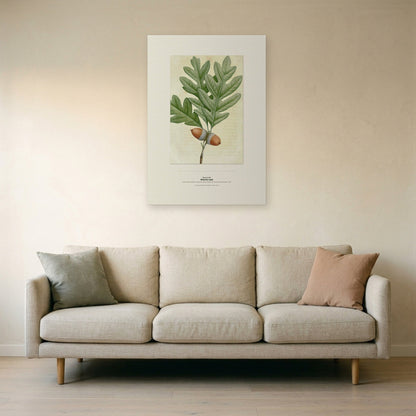 White Oak Botanical Art Print - Birch & Banksia