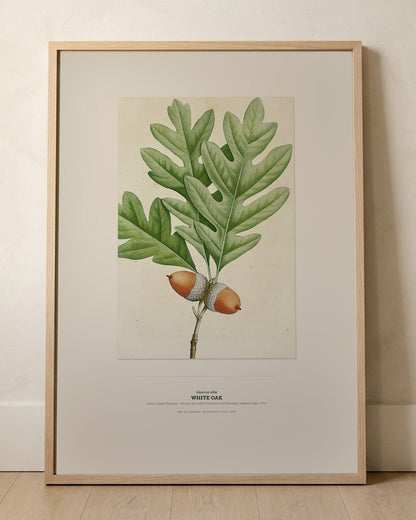 White Oak Botanical Art Print - Birch & Banksia