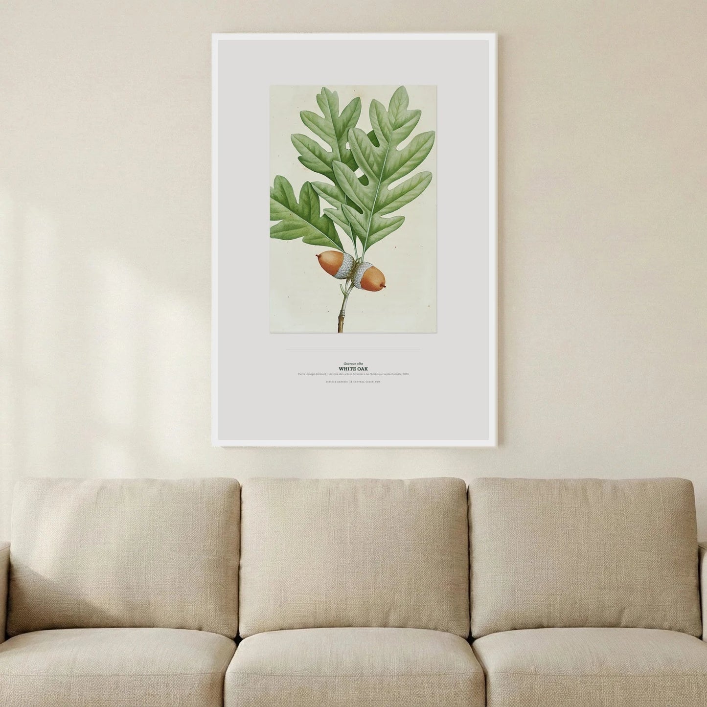 White Oak Botanical Art Print - Birch & Banksia