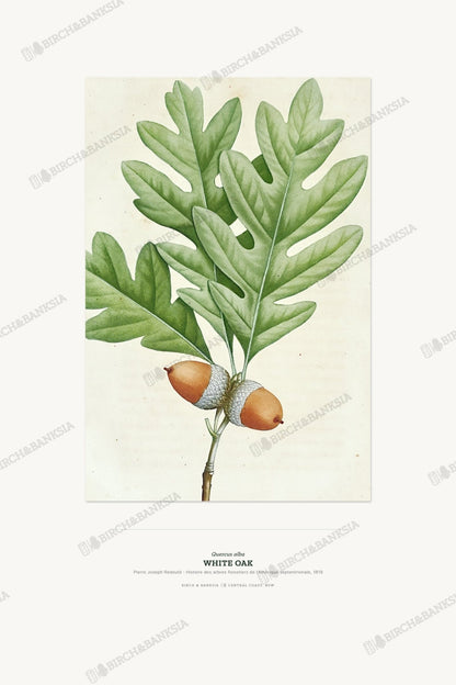 White Oak Botanical Art Print - Birch & Banksia