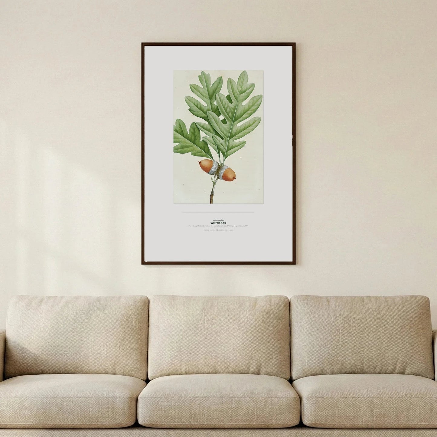 White Oak Botanical Art Print - Birch & Banksia
