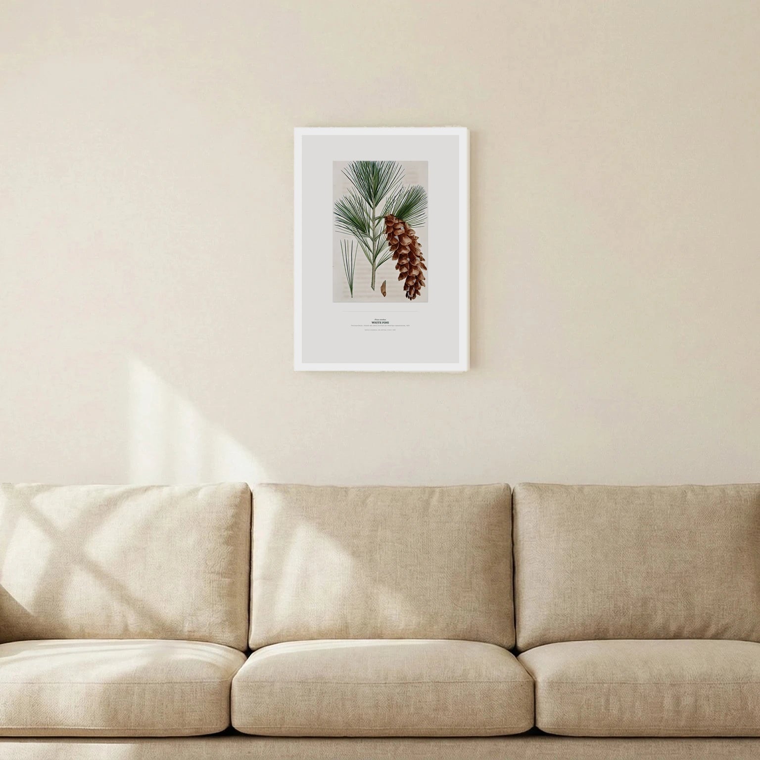 White Pine Botanical Art Print - Birch & Banksia