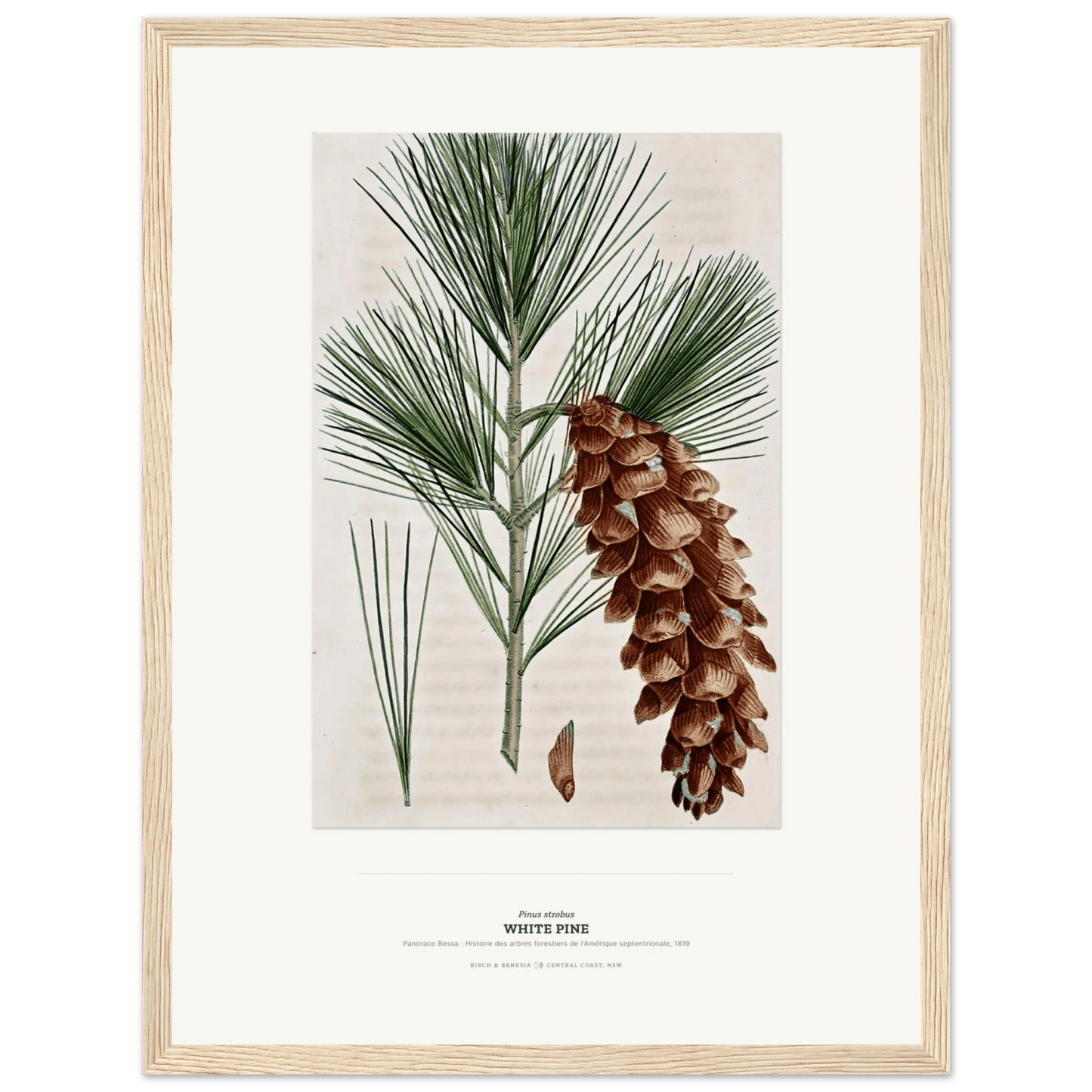 White Pine Botanical Art Print - Birch & Banksia