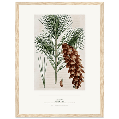 White Pine Botanical Art Print - Birch & Banksia