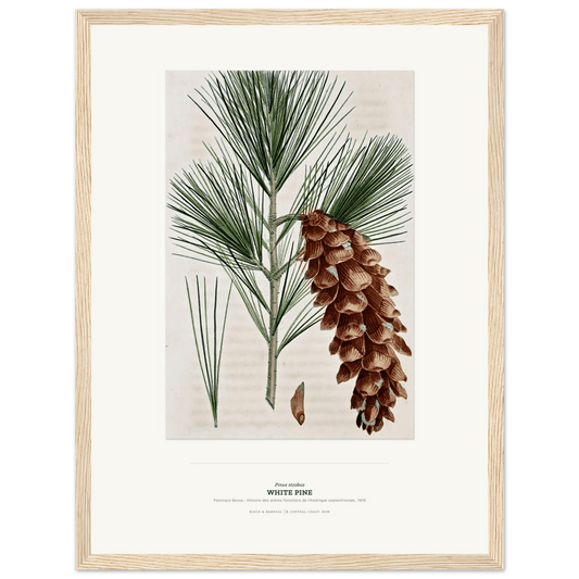 White Pine Botanical Art Print - Birch & Banksia