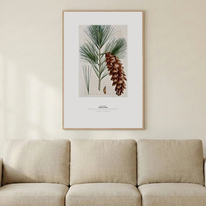 White Pine Botanical Art Print - Birch & Banksia