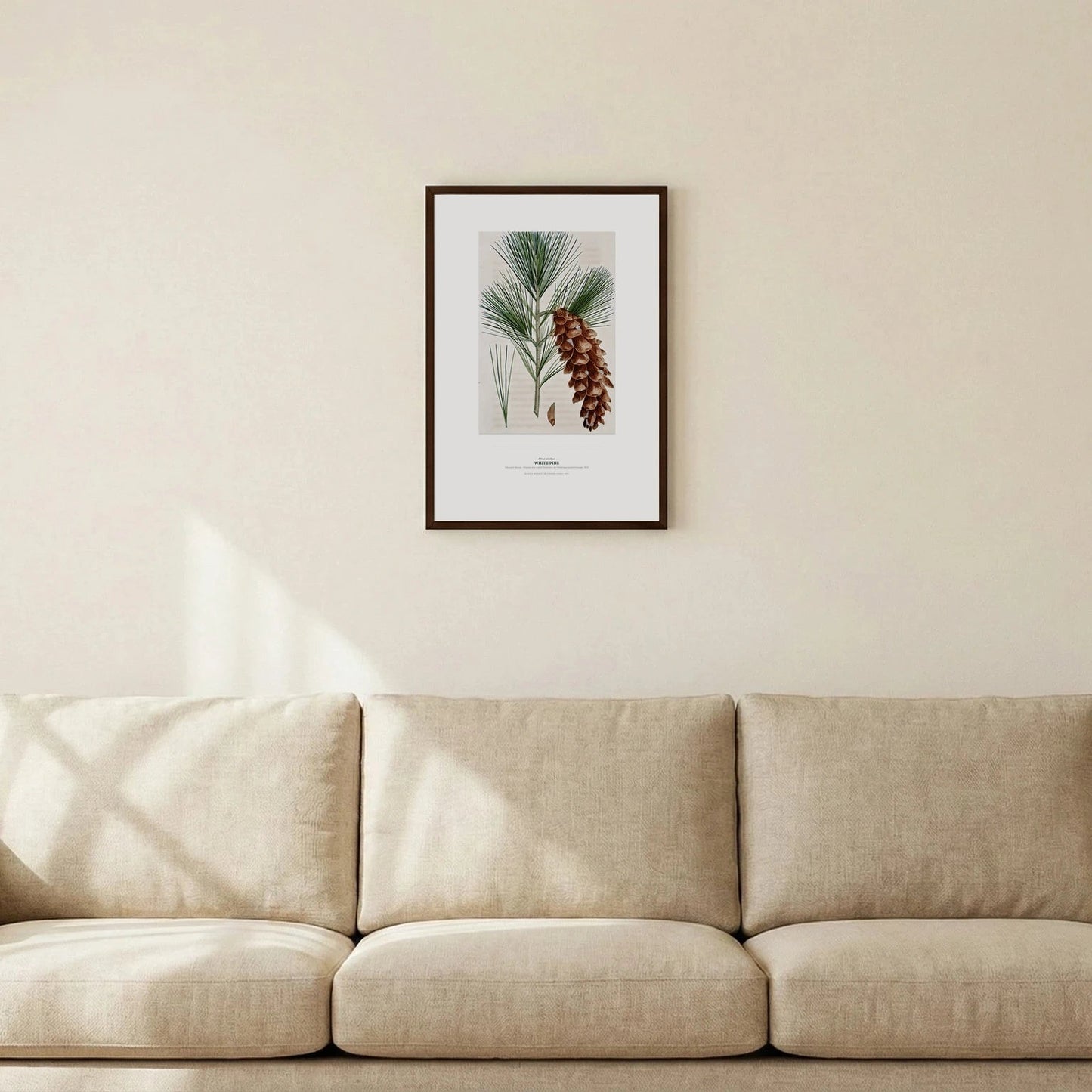 White Pine Botanical Art Print - Birch & Banksia