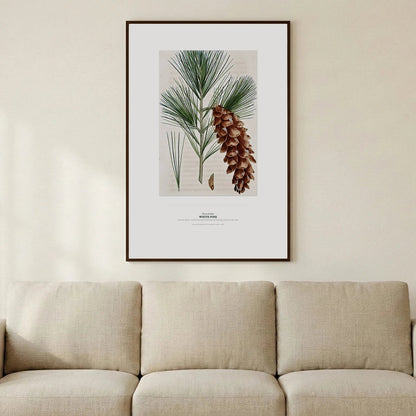 White Pine Botanical Art Print - Birch & Banksia