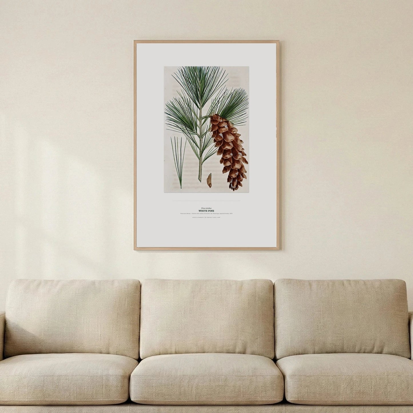 White Pine Botanical Art Print - Birch & Banksia