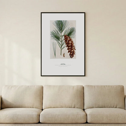 White Pine Botanical Art Print - Birch & Banksia