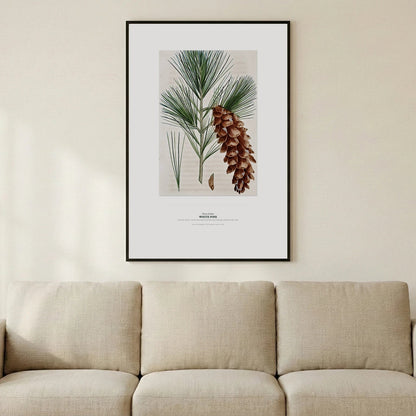 White Pine Botanical Art Print - Birch & Banksia