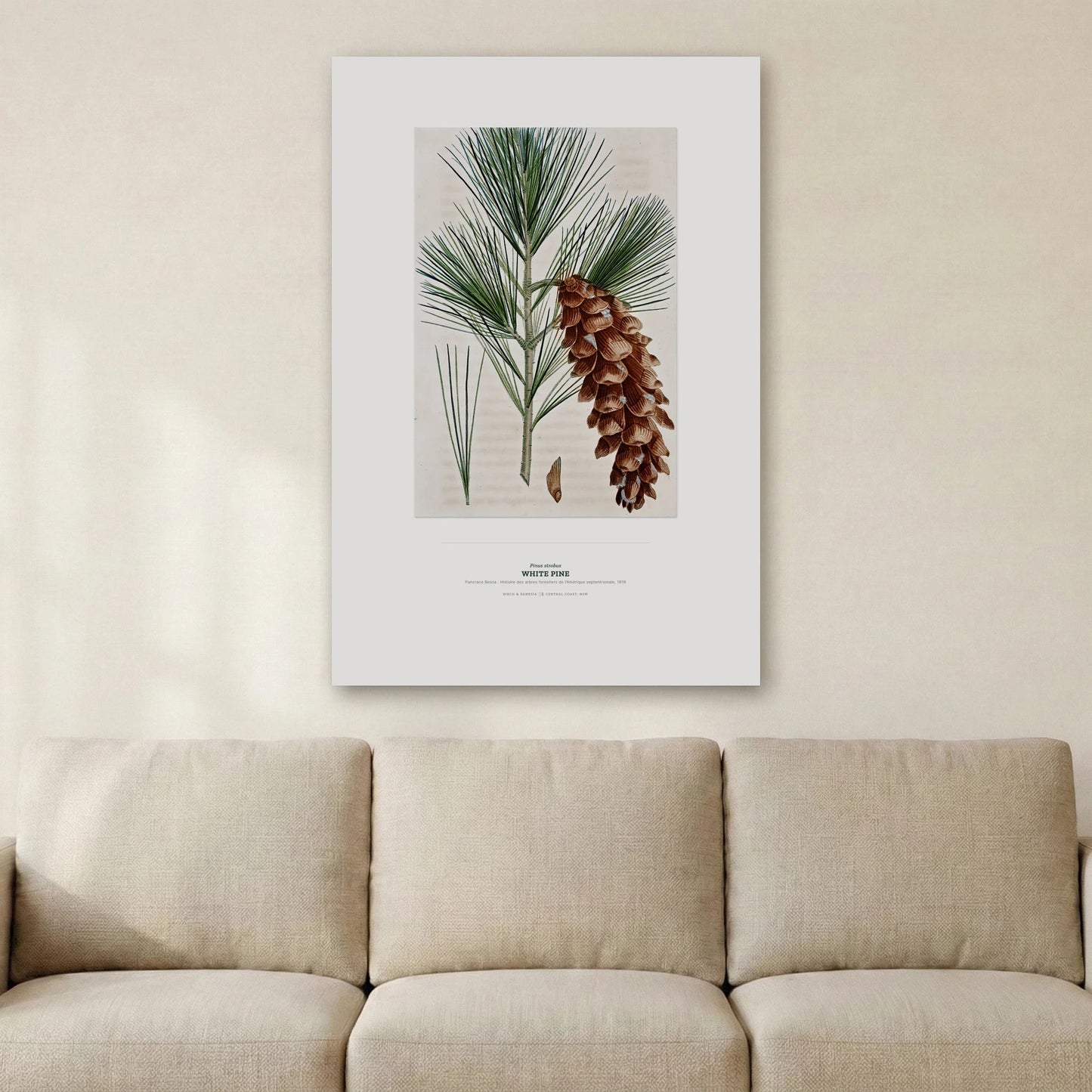 White Pine Botanical Art Print - Birch & Banksia