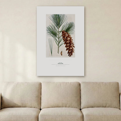 White Pine Botanical Art Print - Birch & Banksia