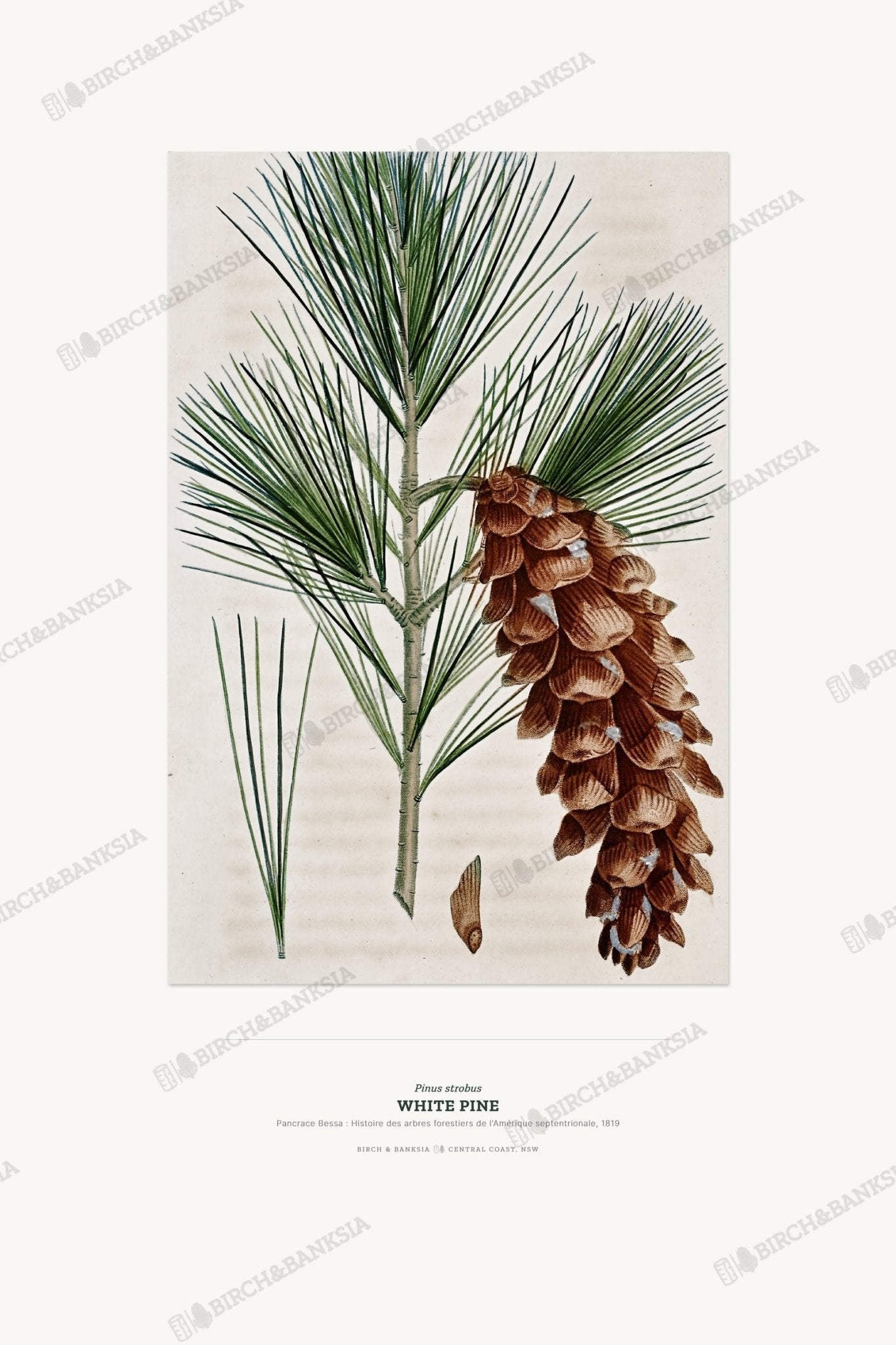 White Pine Botanical Art Print - Birch & Banksia