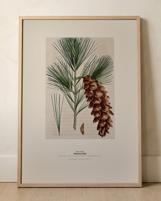 White Pine Botanical Art Print - Birch & Banksia