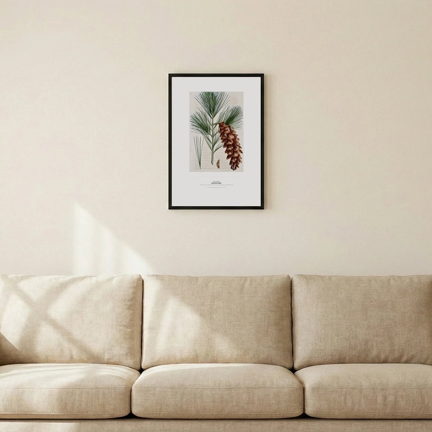 White Pine Botanical Art Print - Birch & Banksia