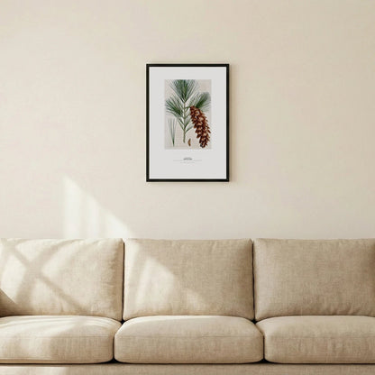 White Pine Botanical Art Print - Birch & Banksia