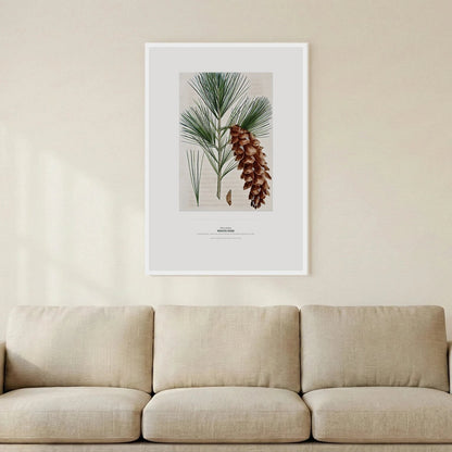 White Pine Botanical Art Print - Birch & Banksia