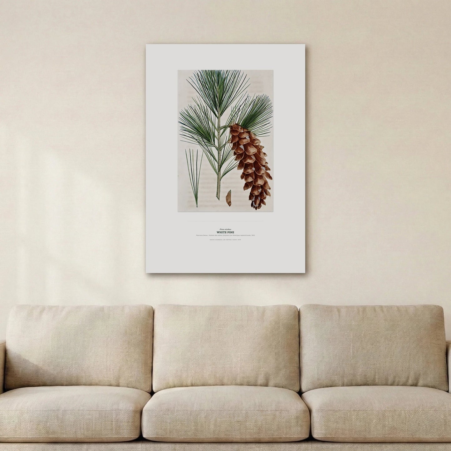 White Pine Botanical Art Print - Birch & Banksia