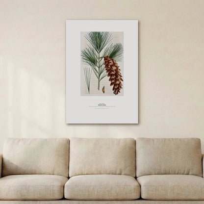 White Pine Botanical Art Print - Birch & Banksia