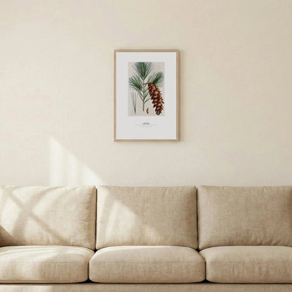 White Pine Botanical Art Print - Birch & Banksia