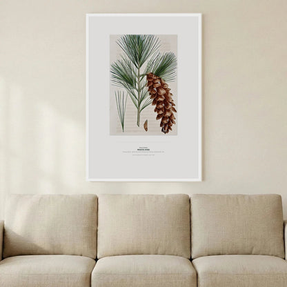 White Pine Botanical Art Print - Birch & Banksia